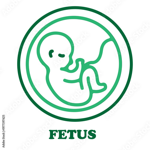 Fetus Inside Uterus