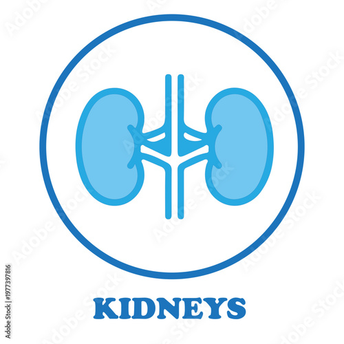 Kidney Health Icon