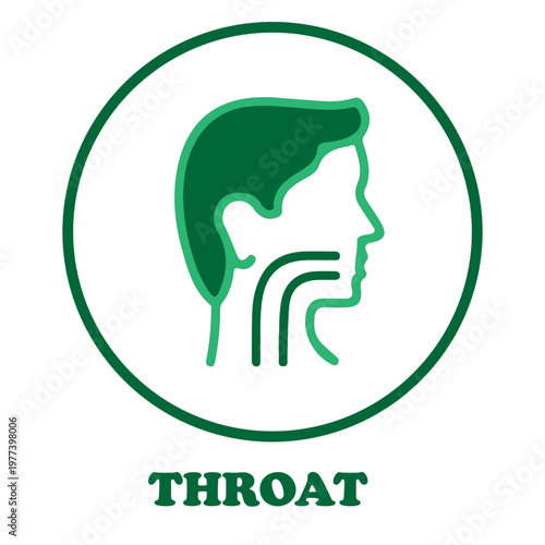 Throat anatomy illustration