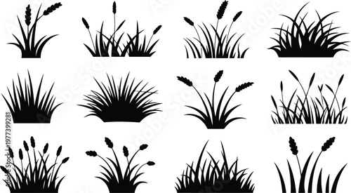 Diverse silhouettes of grass and wheat stalks in a black and white arrangement Vector