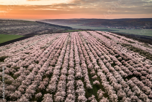 Aerial View of Blooming Almond Orchard Covering Hillside with Soft Sunset Light