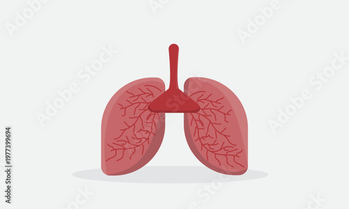 Flat vector illustration of human lungs anatomy with trachea and bronchial structure. Medical concept for respiratory system, healthcare education, breathing, and pulmonary disease awareness.