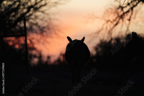 Mini donkey ears in silhouette against Texas sunset sky, calm evening scene on farm with copy space on background.