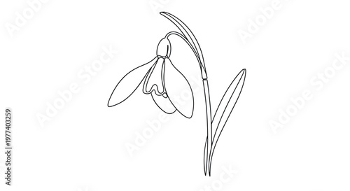 Detailed black and white line art illustration of a single snowdrop flower with delicate drooping petals and a long stem.
