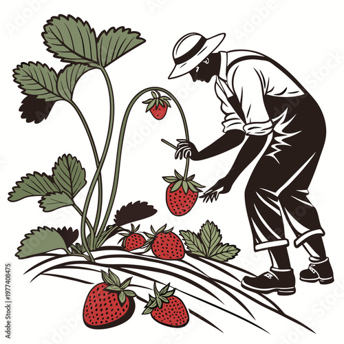 Man in hat picking strawberries from plant with green leaves and red fruit