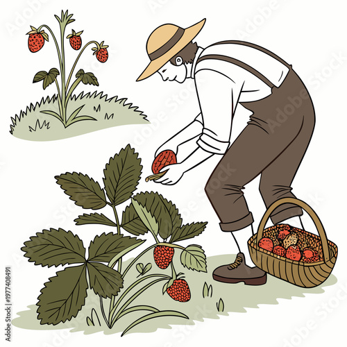 Man in brown overalls picking strawberries from a plant with a basket full of strawberries nearby