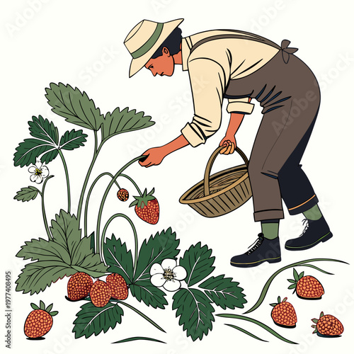 A man in a hat picking strawberries from a plant with a basket