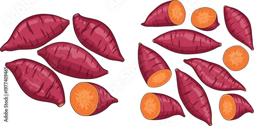 Sweet potato collection whole and sliced root vegetable cartoon vector illustration set of organic healthy food isolated on light background