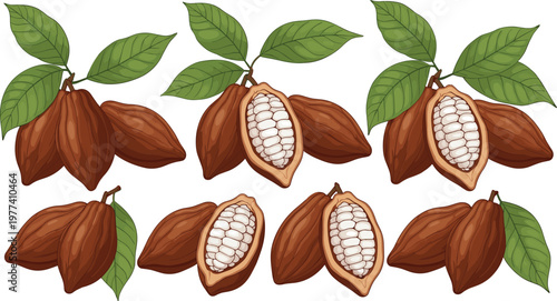 Cocoa Pods with Leaves and Beans Illustration Set for Chocolate, Food, and Nature Graphics