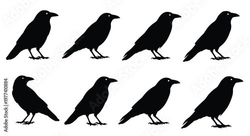 A flock of black ravens depicted in a striking silhouette