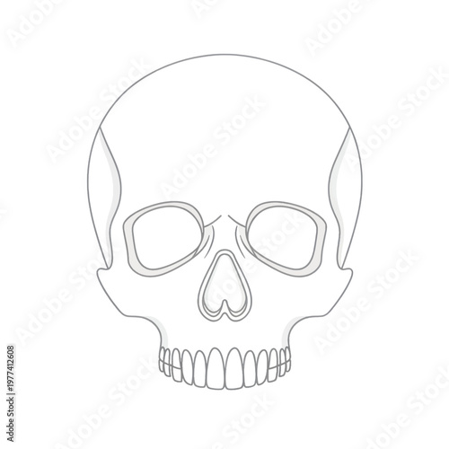 Minimal Line Art Skull Illustration for Design and Graphic Projects.