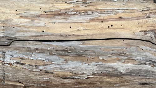 Yellow old wood bare pine texture with insect holes and a cleft in the middle. Horizontal view.