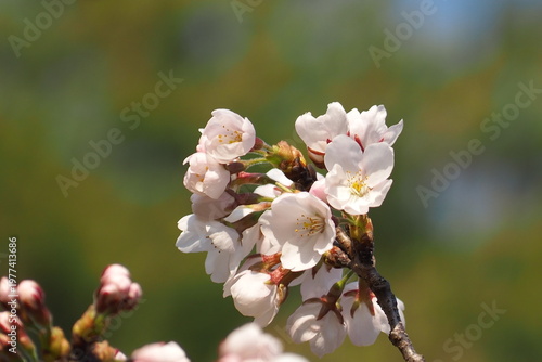 植物　自然　風景　花　夕方　公園