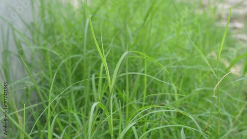 Close Up of Fresh Green Grass Blades