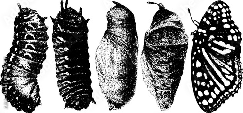 Butterfly lifecycle illustration showing stages: caterpillar, chrysalis, and adult butterfly. Detailed vector set for educational purposes.