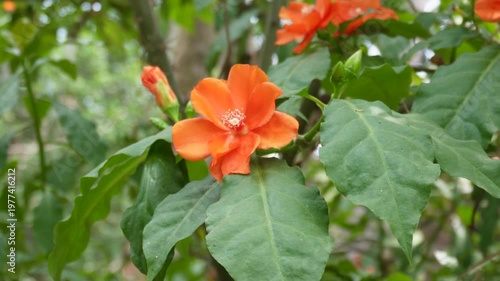 Bright Orange Pereskia Bleo Flower or Rose Cactus with Green Leaves