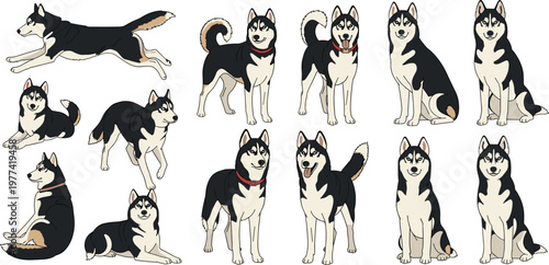 Husky dog cartoon collection vector illustration with different poses and expressions, adorable sled dog characters set for pet design and animal themes