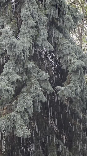 Hail with Rain on a Blue Spruce Background. Spring Blizzard and Hailstorm