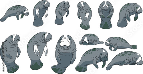 Manatee cartoon collection vector illustration with different poses and expressions, adorable sea cow marine mammals set for ocean design and wildlife themes