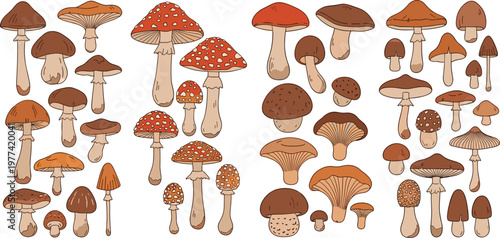 Mushroom collection vector illustration with different forest fungi varieties, hand drawn edible and wild mushrooms set for nature design and botanical themes