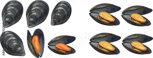 Mussels collection vector illustration with closed and open shells, fresh seafood ingredient set for cooking, restaurant menu and ocean food design