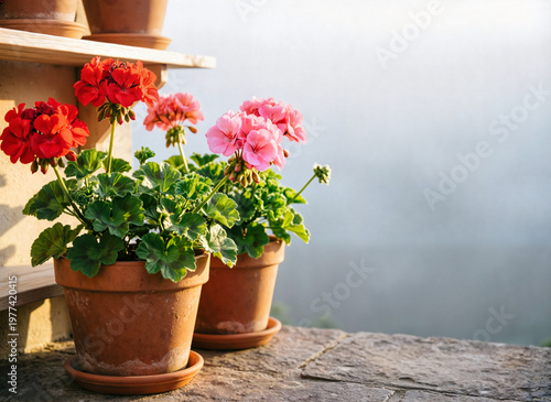 terracotta pots with blooming red and pink geraniums, placed on stone surface