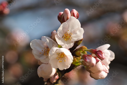 植物　自然　風景　花　夕方　公園