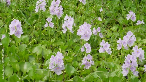 Cluster of Purple Water Hyacinth Flowers