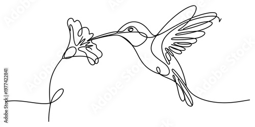 A minimalist single line drawing of a tiny hummingbird hovering near a blossoming garden flower Vector, illustration