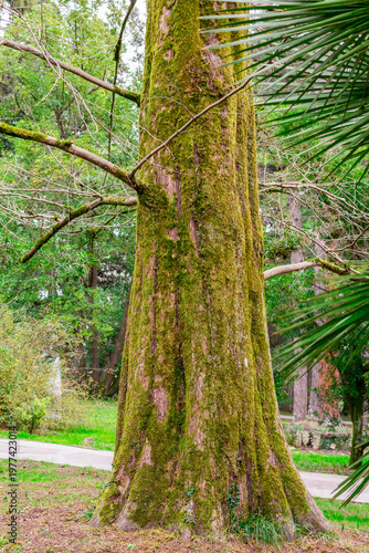 Thick tree trunk densely covered with bright green moss stands in park. Rough bark shows through mossy. Palm fronds and green lawn visible around base under natural daylight.