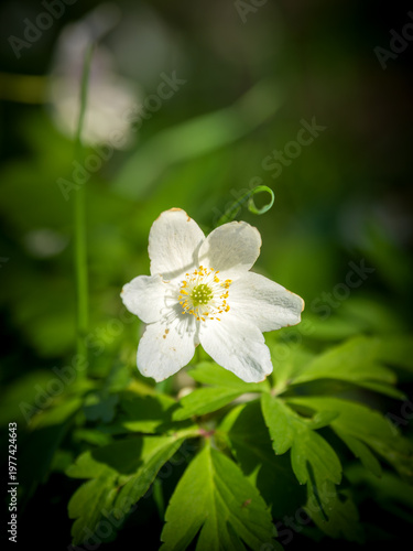 Solitary Wood Anemone