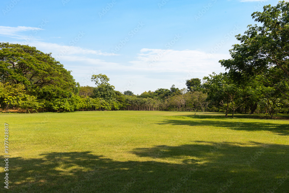 Obraz premium Wide green field with blue sky, open park landscape with natural copy space