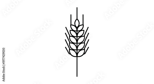 Macro shot of golden cereal wheat ears isolated on a white background showcasing organic agriculture grain and summer crop flora