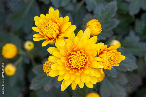 秋の庭に咲く鮮やかな黄色い菊（キク）の花のクローズアップ