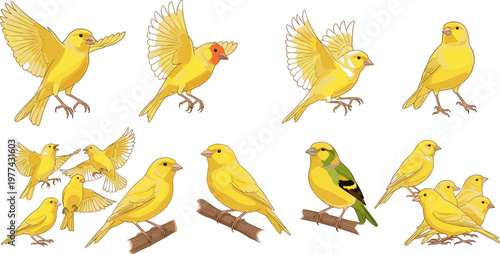 Collection of Colorful Yellow and Green Birds in Various Poses, Perched and Flying