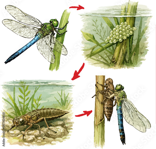 Anax imperator illustration art