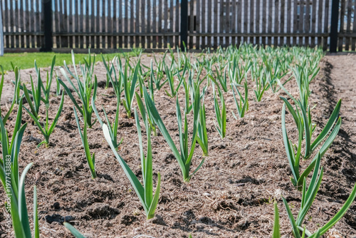 Young green garlic rows in dark soil with wooden fence background, spring garden scene of organic vegetable cultivation, early growth and sustainable farming
