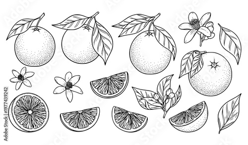 Orange fruits silhouettes set with flowers and leaves hand drawn botanical vector illustration