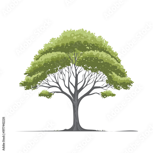 Vector illustration of a deciduous tree with green foliage providing essential scale elements