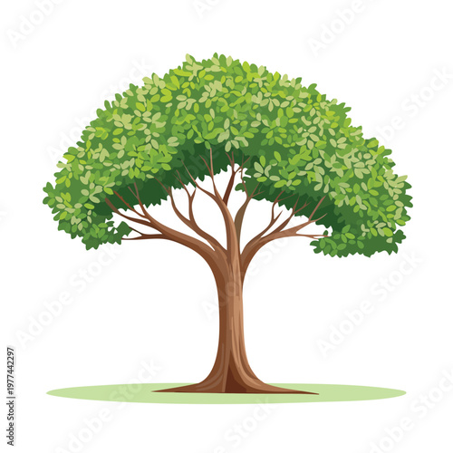 Broad leafed tree with green canopy on white background providing essential scale elements