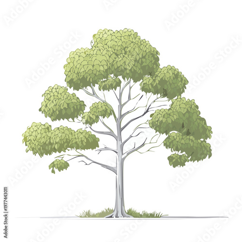 Tall tree providing essential scale elements for architectural plans urban design visuals