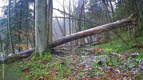 Fox and a Log on a Forest Camera