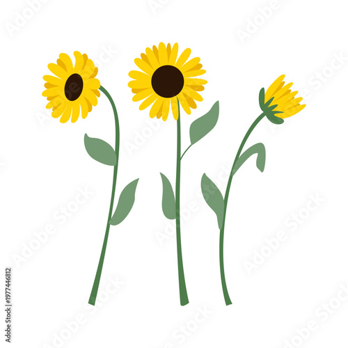 Sunflower branches with leaves. Vector flat botanical illustration on isolated background