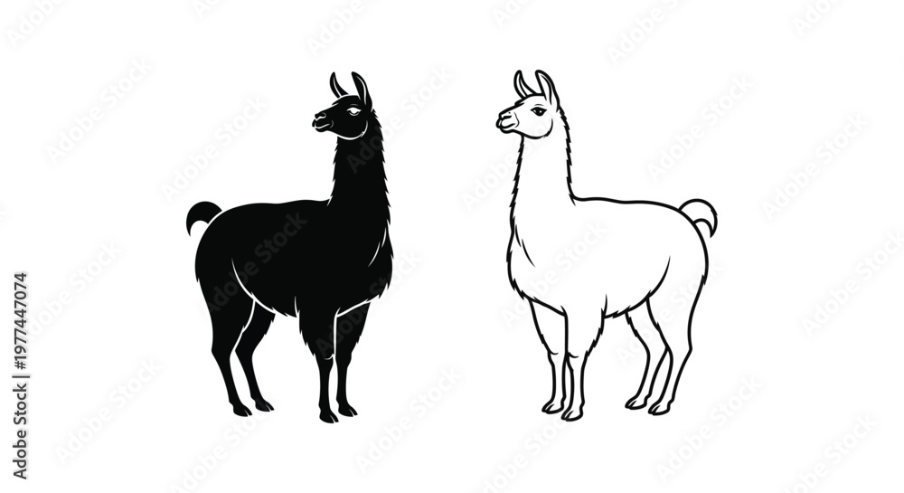 Fototapeta premium Llamas vs Alpacas: Key Differences Illustrated Vector
