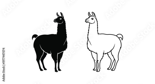 Llamas vs Alpacas: Key Differences Illustrated Vector
