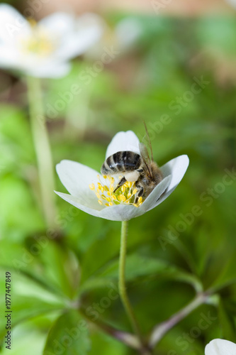 Honigbiene im Frühling auf einem Buschwindröschen