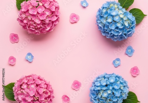 Pink and blue hydrangea flowers on a pink background