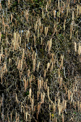 Haselnussblüten an einem Haselnußstrauch