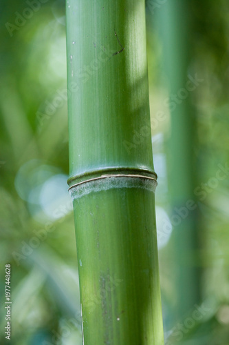 Nahaufnahme von einem Bambushalm Bambusoideae)