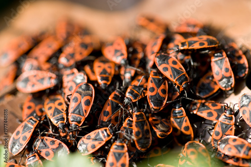 Feuerwanzen Befall als Makrofotografie